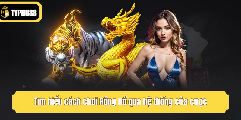 Tìm hiểu cách chơi Rồng Hổ qua hệ thống cửa cược